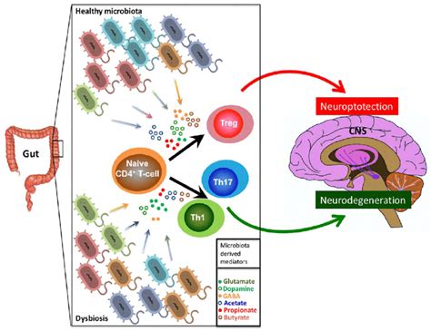 Cd T Cell Response As A Major Mediator In The Cross Talk Between Gut