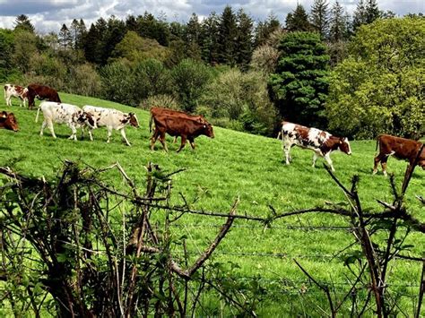 Cattle Running Down A Field Castletown Kenneth Allen Cc By Sa 2 0