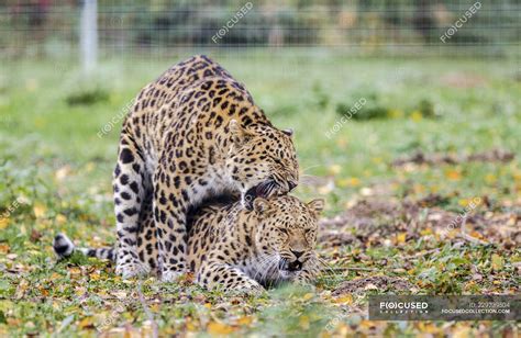 Close-up of captivity Panthers in process of mating — zoology ...