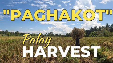 Pag Hakot Pangalawang Proseso Paano Mag Harvest Ng Palay YouTube