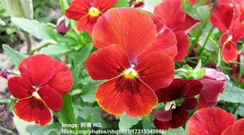 25 Ground Cover Plants With Red Flowers (With Pictures)