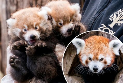 In Der N He Von Basel Gibts Zwei S Sse Rote Panda Babys Zu Sehen