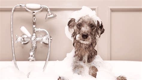 National Bubble Bath Day January 8 National Day Calendar