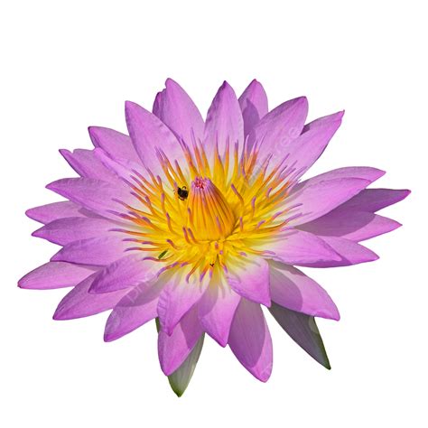 Waterlily Background Water Love Garden Water Aquatic Png Transparent