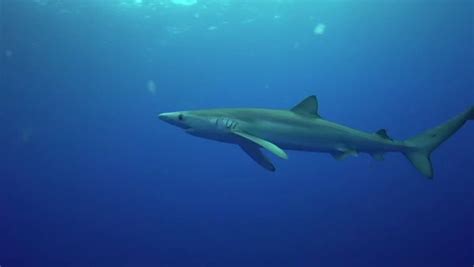 Recent Shark Sightings On Gran Canaria • The Canary News