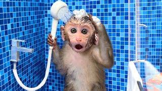 Monkey Baby Bon Bon Bathing In The Bathroom With Eating... | Doovi