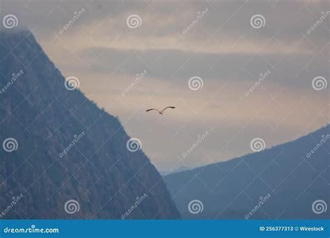 Bird Flying In The Sky With Hills And Mountains In The Foggy Background