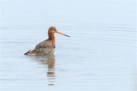 Premium Photo Black Tailed Godwit Limosa Limosa Wader Bird Foraging