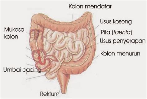 Sebutkan Fungsi Usus Besar Pada Sistem Pencernaan Manusia