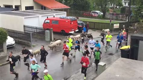 München 600 ausgebüxte Schafe sorgen für Chaos im Olympiapark