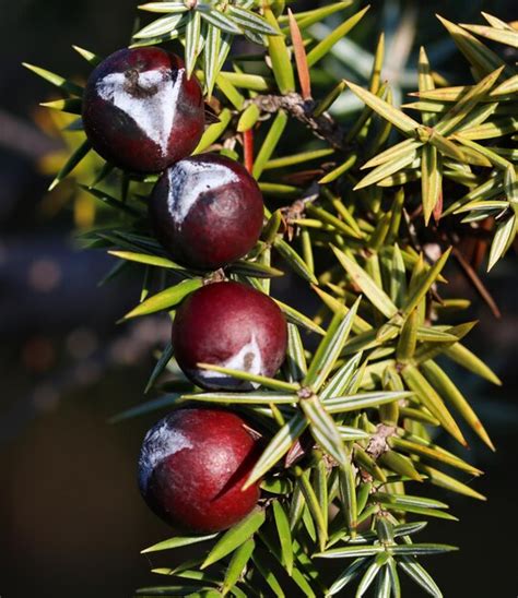 Premium Photo Berries Ripen On The Branches Of A Juniper