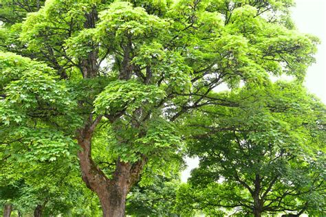 Complete Guide To Sycamore Trees Acer Pseudoplatanus Bbc Gardeners