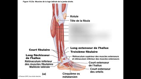 Diagram of figure 10 23 muscles de la loge latérale de la jambe