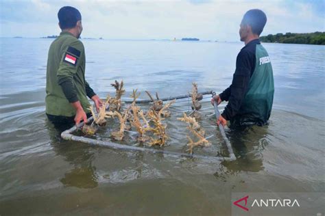 Upaya Melestarikan Terumbu Karang Di Karimunjawa ANTARA News