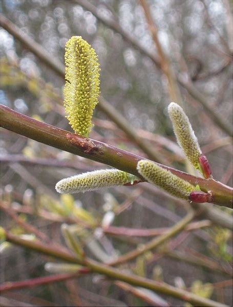 Salix Udensis Sekka Japanese Fantail Willow North Carolina Extension Gardener Plant Toolbox