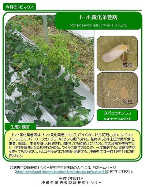 トマト黄化葉巻病（野菜類） 平成19年度8月の病害虫トピックス｜沖縄県公式ホームページ