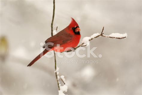 Male Northern Cardinal Stock Photo | Royalty-Free | FreeImages