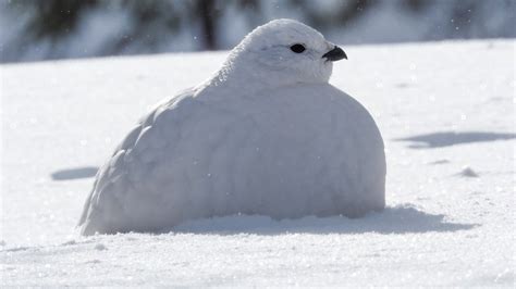 3 Awesome Examples of Bird Camouflage