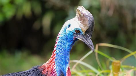 Steve And Aneeshwar Go Wild Series 1 7 Cassowary And Gharial