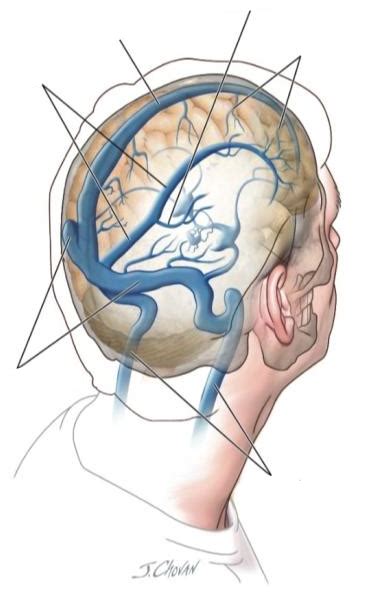 06 Brain Vasculature Venous Drainage Diagram Quizlet