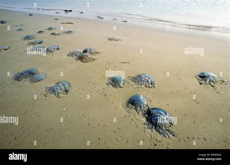 Jellyfish arms hi-res stock photography and images - Alamy