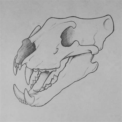 Anatomical drawing of a tiger skull by Allysonmoore19 on DeviantArt