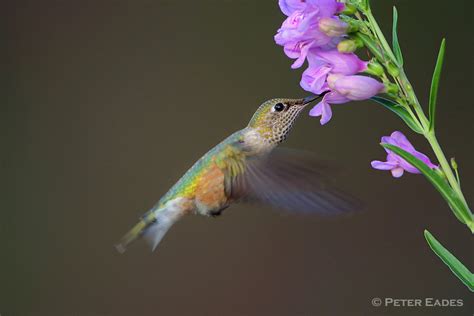 Female Broad Tailed Hummingbird At Flower Peter Eades Wildlife