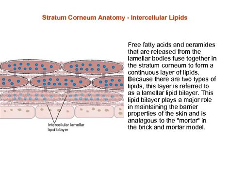 Stratum Corneum How Does Your Body Keep