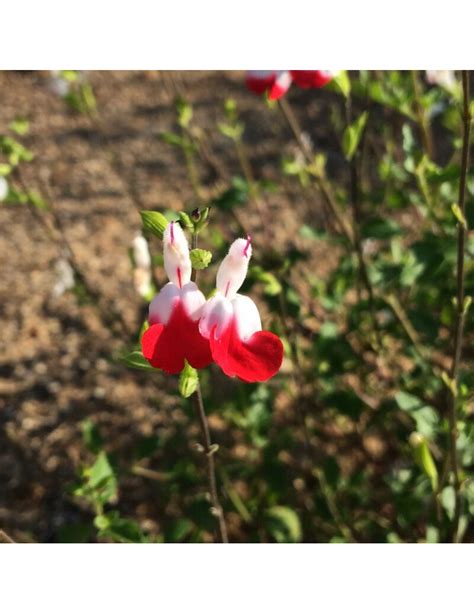 Especies Arbustivas Salvia Hot Lips Vivoplant