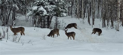 NWS Caribou on Twitter: "There is some very deep snow across Northern # ...