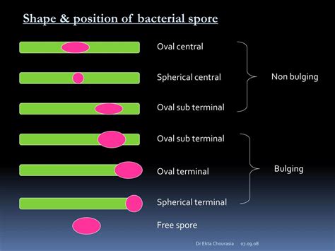 Ppt Bacteria Morphology And Classification Powerpoint Presentation