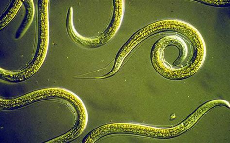 Nematodes / Eelworm / Roundworms - Cropserve