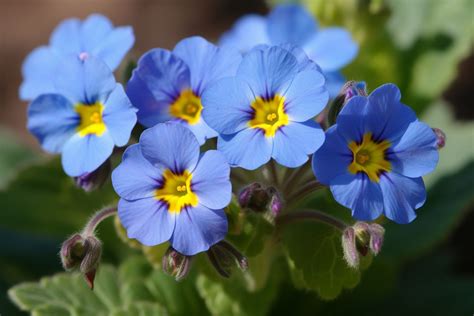 Blue Primrose Flower Meaning, Symbolism & Spiritual Significance ...