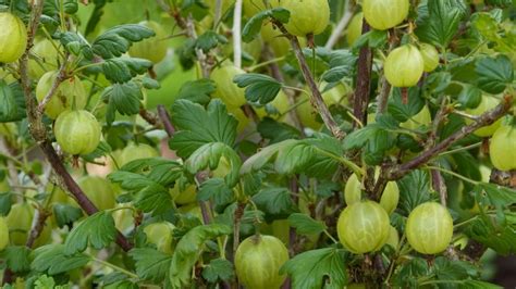 How To Do Gooseberry Pruning For A Big Harvest Gardeningetc