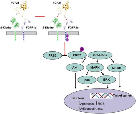 Frontiers Emerging Roles Of Fibroblast Growth Factor 21 In Critical