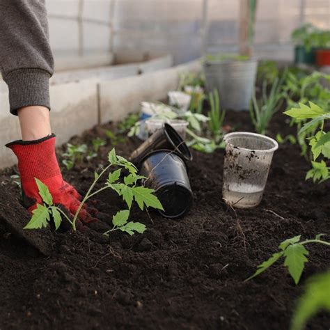 Best Wood for DIY Vegetable Garden Boxes