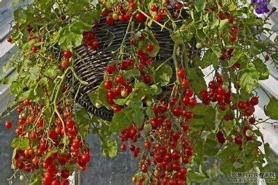 Honig Tomaten winterharter immergrüner Bodendecker jetzt pflanzen Set