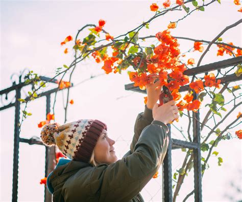 How to prune bougainvillea: tips from the experts | Homes and Gardens
