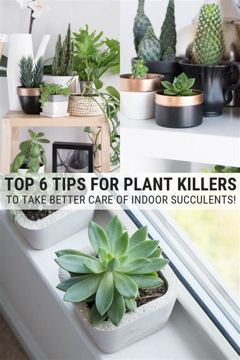 Taking care of succulents indoors 6 tips for plant killers – Artofit