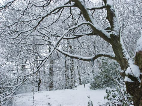 Fotos gratis paisaje árbol bosque rama escarcha clima Nevado