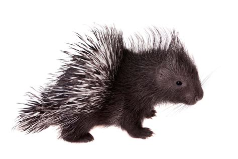 Baby Porcupine: 6 Pictures and 6 Amazing Facts - A-Z Animals