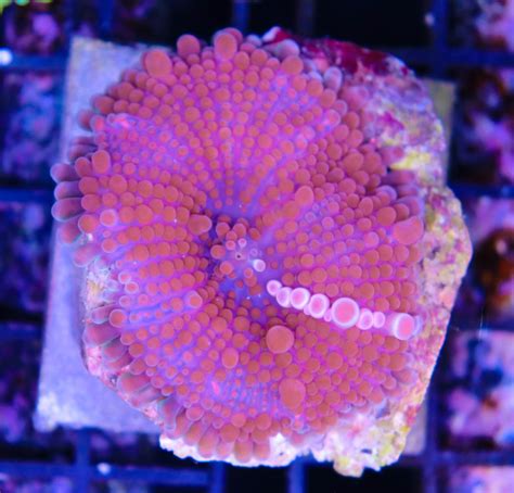 Pink Yuma Frag Box Corals