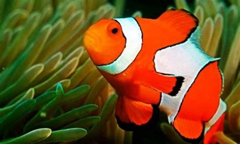 Gambar Ikan Nemo Gudang Gambar Viral Hd