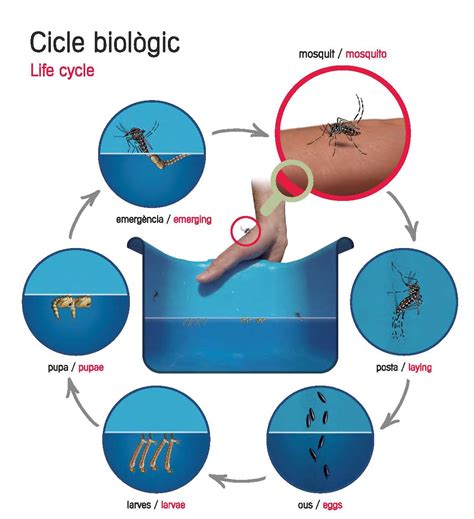 Ciclo De Vida De La Mosca Del Mosquito