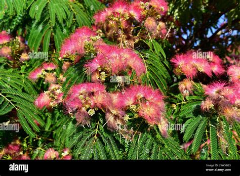 persian silk tree  pink silk tree albizia julibrissin