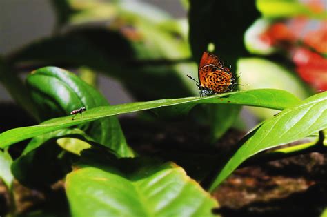 Free Images Nature Forest Leaf Flower Fly Green Insect Botany