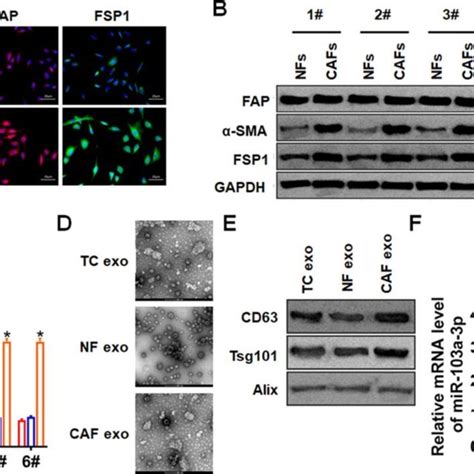 Cafs Secreted Exosomal Mir A P In Nsclc A Immunofluorescence