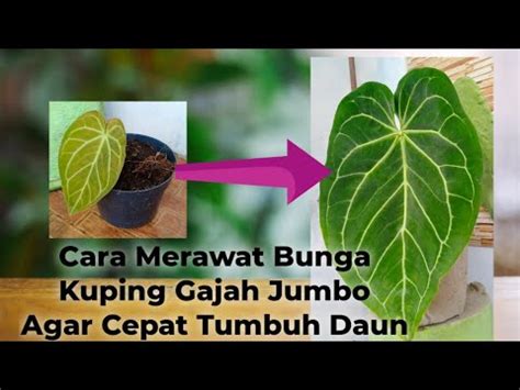 Cara Merawat Bunga Kuping Gajah Jumbo Agar Cepat Tumbuh Daun Youtube