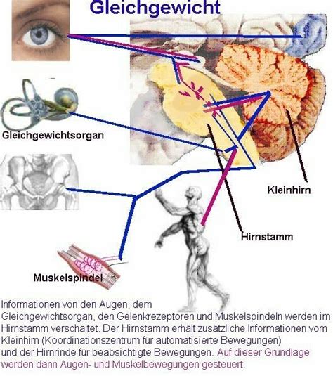 Pin Von Yvie Auf Ms Gesundheit Logo Physiologie Anatomie Und