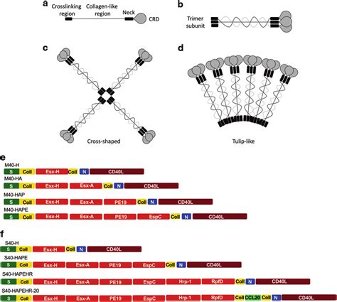 Structure Of MBL And SPD Based Antigen Carriers Schematic Structure Of